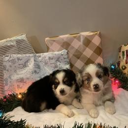 Miniature Australian Shepherd Puppies from Kehlani Falls Mini Aussie’s