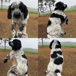Blue roan boy - Blue roan male English Cocker Spaniel puppy in Millen, Georgia from Pine Hill Kennels