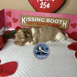 Novel - Dapple male Dachshund puppy in Clearlake Oaks, California from K’s Homestead