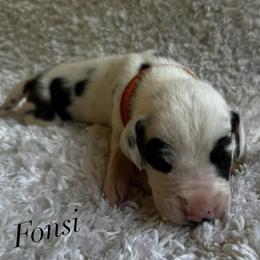 Fonsi - Harlequin male Great Dane puppy in Liberty, New York from Catskills Greatest Danes
