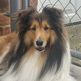 Larry - Shetland Sheepdog