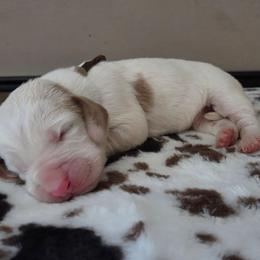 Bocephus - Red and white male Basset Hound puppy in Denison, Texas from Emma Lou's Baby Bassets