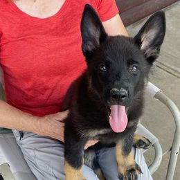 Girl 1 - Bi-color German Shepherd puppy in Stratford, Oklahoma from Vom Curtis Haus Kennels