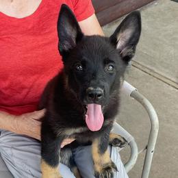 Girl 1 - Bi-color German Shepherd puppy in Stratford, Oklahoma from Vom Curtis Haus Kennels