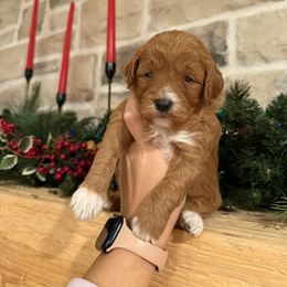 Star🌟 - Goldendoodle puppy from Doodles Delight PNW