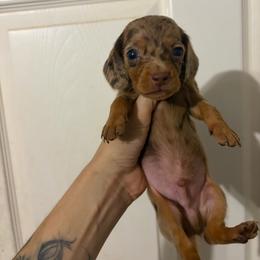 Bandit - Dapple male Dachshund puppy in Conroe, Texas from Dots Dachshunds