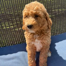 Orange collar - Red  female Poodle puppy in Cookeville, Tennessee from The Palks Poodles