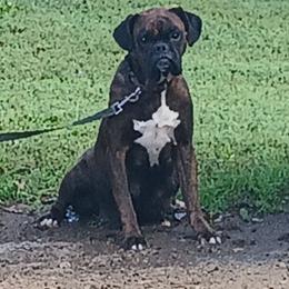 Ava - Boxer