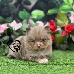 Arlo - Chocolate merle male Pomeranian puppy in Nashville, Arkansas from Cuddles n Curls