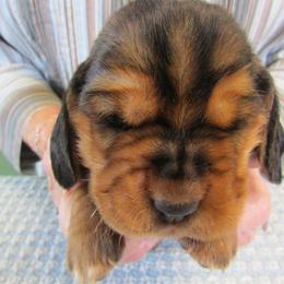 Melvin - Black brown and white male Basset Hound puppy in Francesville, Indiana from Sandyhill Basset Hounds