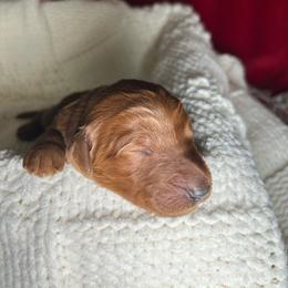 Dasher - Red male Bernedoodle puppy in Greenville, South Carolina from Halo BerneDo