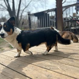 Mazikeen - Cardigan Welsh Corgi