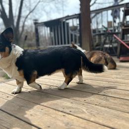 Mazikeen - Cardigan Welsh Corgi