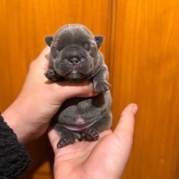 Blue Brindle Girl (Sansa - Meeko) - Brindle female French Bulldog puppy in Gulf Breeze, Florida from SW Frenchies
