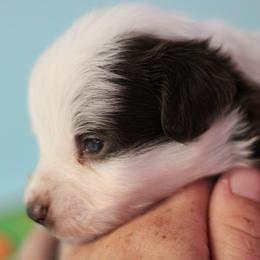 Boy 1 - Red male Toy Australian Shepherd puppy in Humansville, Missouri from Tater Tot aussies