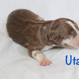 Utah - Red merle male Border Collie puppy in Cedartown, Georgia from Ferguson Border Collies