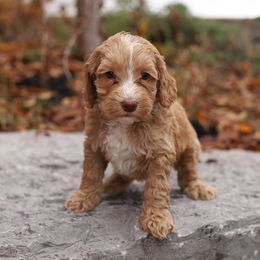 Blue - Caramel male Australian Labradoodle puppy in Williamstown, New York from Lewis Manor Labradoodles