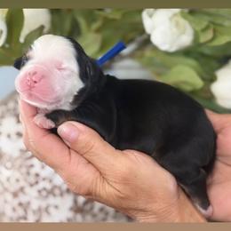 Dodger - Tri-color male Bernese Mountain Dog puppy in Yuciapa, California from AlltheDoodlez_