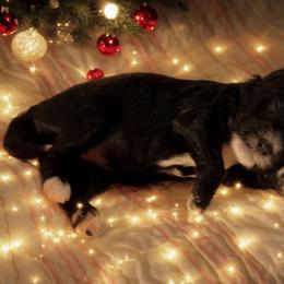 Ivy - Black female Cavapoo puppy in Atlanta, Georgia from RockaDoodles