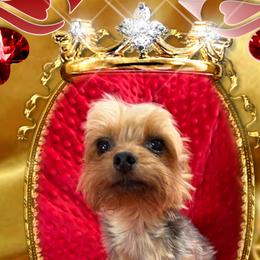 Tucker - Yorkshire Terrier