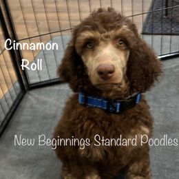 Cinnamon Roll (blue collar) - Phantom male Poodle puppy in Mesa, Arizona from New Beginnings Standard Poodles