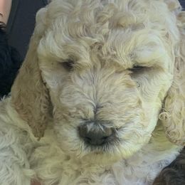 Princess AKC - White Poodle puppy in Redding, California from Canyon Creek Kennels