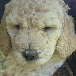 Princess AKC - White Poodle puppy in Redding, California from Canyon Creek Kennels