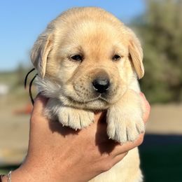 Black Collar - Yellow male Labrador Retriever puppy in Ellensburg, Washington from Lost Spring Retrievers