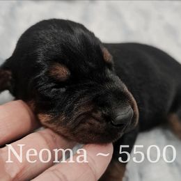 Neoma - Black and rust female Doberman Pinscher puppy in Aurora, Indiana from Double-Take Doberman Kennels