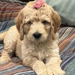Mazy 💜 - Cream Goldendoodle puppy in Puyallup, Washington from Jeanbeans Doodles