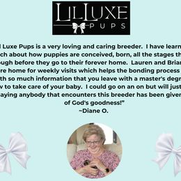 Morkie and Shorkie Puppies from Lil Luxe Pups