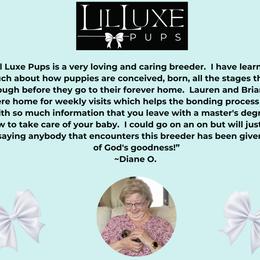 Morkie and Shorkie Puppies from Lil Luxe Pups