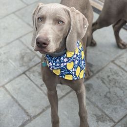 Weimaraner Puppies from Silver Spoon Weimaraners