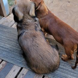 Dachshund Puppies from CLARK'S BREEDING PROGRAM