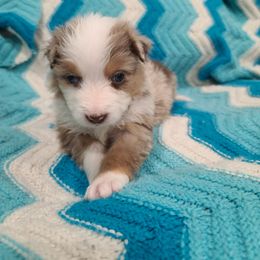 Australian Shepherd Puppies from Whitfarm Aussies