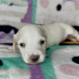 Pumpkin - Cream female Dachshund puppy in Poteau, Oklahoma from Sisters Dazzling Dachshunds