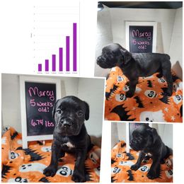 Mercy (black) - Black female Cane Corso puppy in Manitowoc, Wisconsin from Sinner & Saint Cane Corso