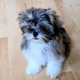 Saffron - Brindle female Lhasa Apso puppy in Hillsboro, Oregon from Luv-N-Laughter Lhasa Apsos
