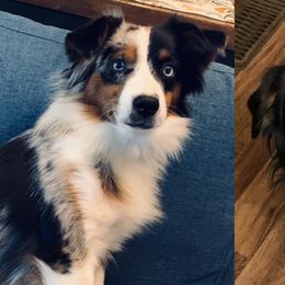 Miniature American Shepherds and Miniature Australian Shepherds from IGY6 Aussies