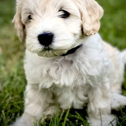 Australian Labradoodle Puppies from Tiny Treasures Australian Labradoodles
