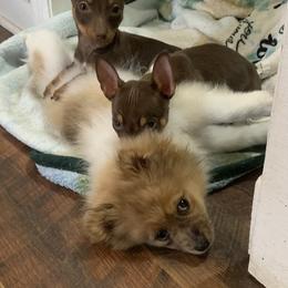 Catahoula Leopard Dog, Cocker Spaniel, Pomeranian, and Teddy Roosevelt Terrier Puppies from Rich Cat’s