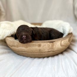 Sage - Chocolate female Labradoodle puppy in Newark, Ohio from Raising Doodles
