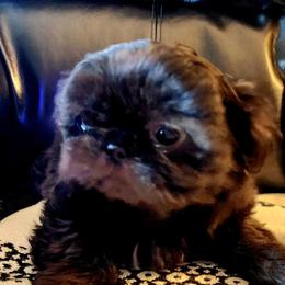 Shih Tzu Puppies from Deborah Theisen