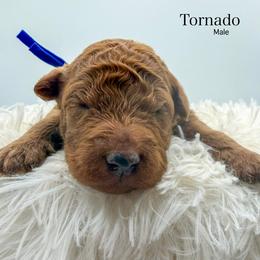 Tornado - Apricot male Goldendoodle puppy in Sunman, Indiana from Brunsman Country Doodles LLC