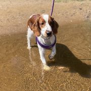 Piper - Welsh Springer Spaniel