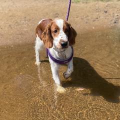 Piper - Welsh Springer Spaniel
