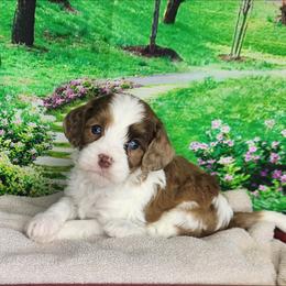 Max - Merle male Cavapoo puppy in Marshfield, Missouri from Clearview Kennels