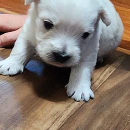 West Highland White Terriers from Lenau Westies