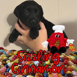 Sizzlin Cinnamon - Black male Labrador Retriever puppy in Water Valley, Mississippi from Three Lakes Labs & WHDs