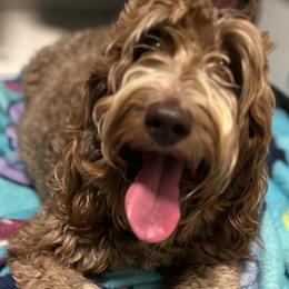 Xiomara - Australian Labradoodle